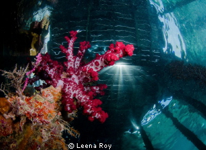 Under the pier by Leena Roy 